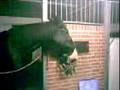 Sulten Pony?
