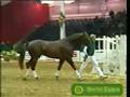 OMG. En hest der springer over en bil :o