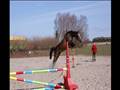 FUCK MIN HEST ER SINDSYG!!!! (SKAL SES)!!!!!!!! R.I.P. Min skat;/
