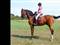 Fra pony til hest - Cassino Star
