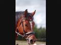 Du for SEJ Pony!! - Springning på Pardo .. For første gang!! (
