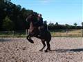 Cirkus Bjerggris :P