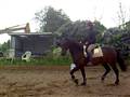 SoloBoy X