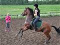 Den gyngende hest - "CRAZY HORSE!"(STEJL'BUK eller en hest der danser) GODT GRIN