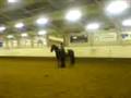 LILLE PIGE PÅ 6. RIDER DRESSUR PÅ MIN HEST SOM ER 164 HØJ:D SE DEN!!!