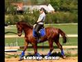 Træning af Saxo med Hackamore