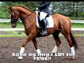Saxo og mig i LB1 til 72,96% !!