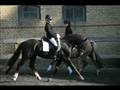 Smuk 3 pony, der ligner en hest.............se den og kommenter gerne.