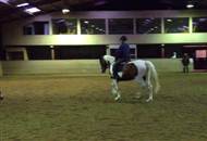 Salgsvideo dakota dressur